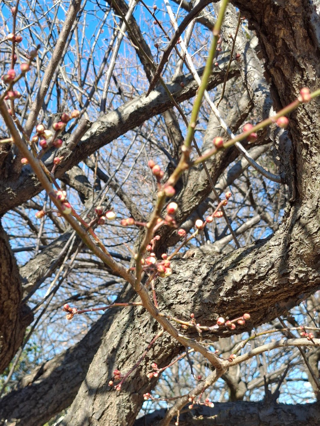 日本埼玉縣慈恩寺玄奘三藏舍利塔